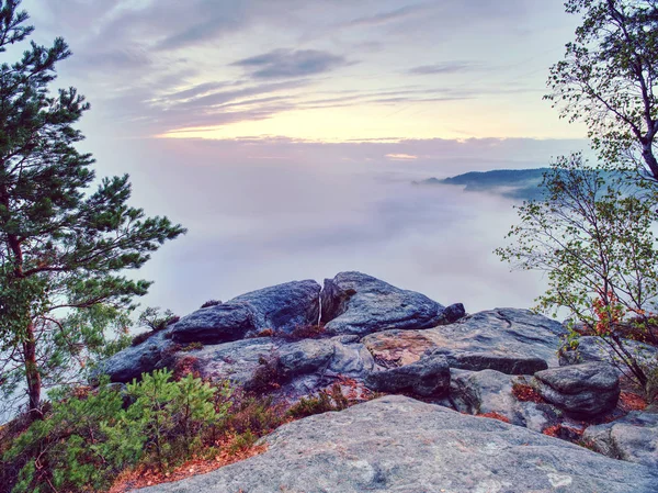 Pískovcové skalní summit s heather keři a ohnuté strom. — Stock fotografie