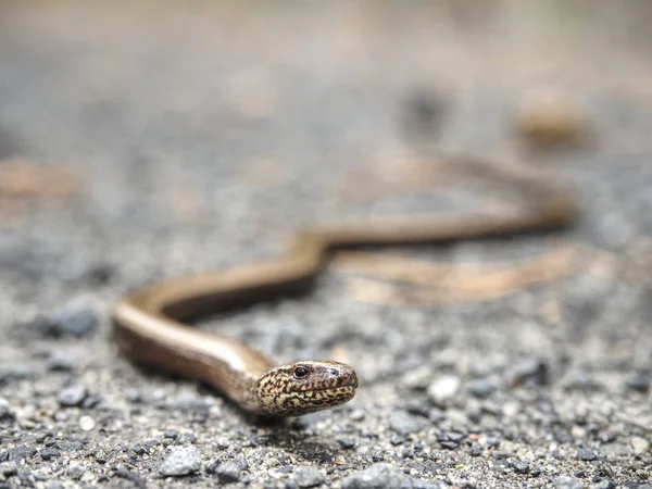 Slow Worm or Blind Worm (Anguis fragilis). Slow Worm lizard