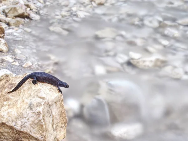 Zwarte salamander-Amfian liggend op de steen — Stockfoto