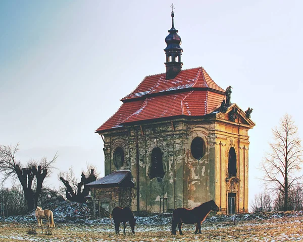 Dağ vadisinde eski atlar. — Stok fotoğraf