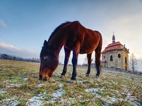 Horse feeding in winter day at chapel