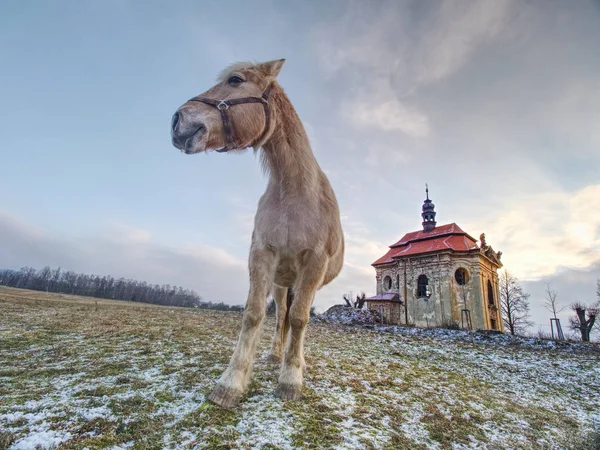 Horse on meadow close village chapel. Horse looking for stalks  in old frozen grass. The concept of eco-tourism