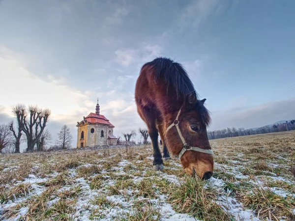 Конец зимы на пастбище со старой лошадью . — стоковое фото