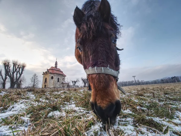 Horse on meadow close village chapel. Horse looking for stalks  in old frozen grass. The concept of eco-tourism