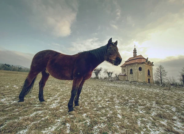 Лошадь возле церкви или часовни возле деревни . — стоковое фото