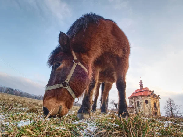 Fim de inverno em pasto com cavalo velho . — Fotografia de Stock