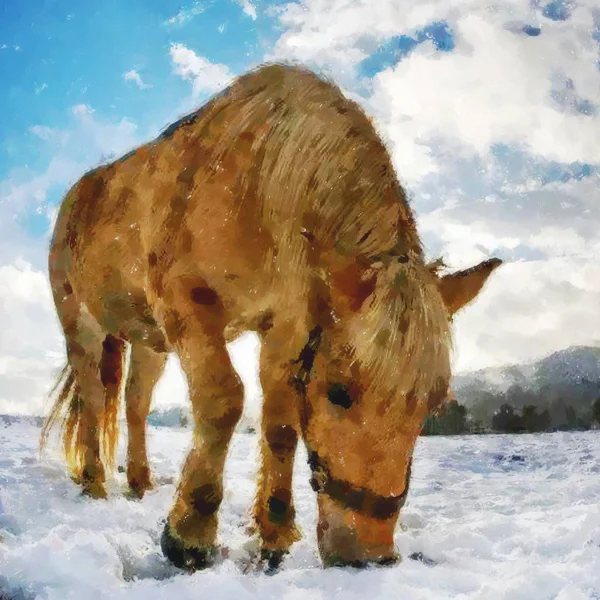 Måla. Häst betar fryst gräs under snön. — Stockfoto