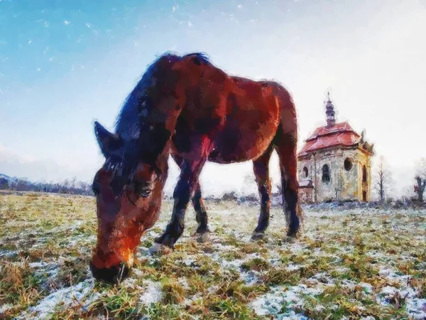 Tinta. Cavalo pastam grama congelada sob a neve . — Fotografia de Stock