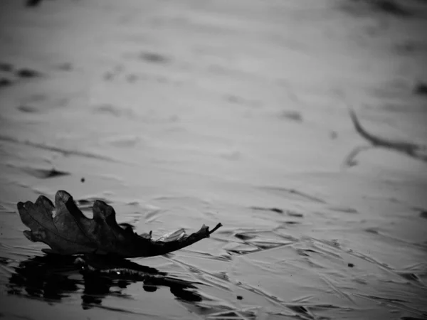 Dark thin ice on lake covered with oak leaves — Stock Photo, Image