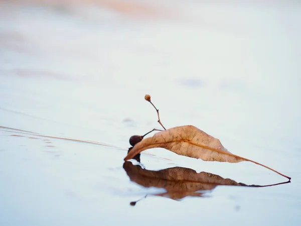 Folha seca velha no gelo. Tempo de inverno. Primeira geada — Fotografia de Stock