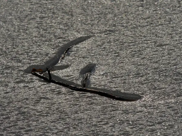 Schwebender Zweig im Eis, zugefrorener See. Abgebrochener Ast im Eis gefangen — Stockfoto