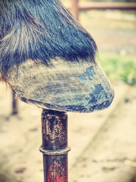 Farrier work. Clear hoof after using hoof rasp, knife, hoof pliers — Stock Photo, Image