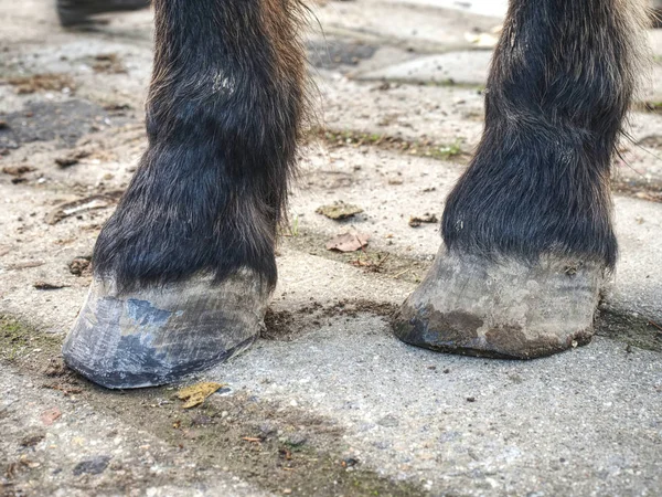 Cascos de cavalo após cuidados mais farrier. Smith terminou. — Fotografia de Stock