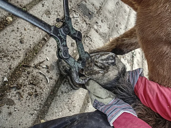 Exploitation de chevaux nettoyage et coupe sabot . — Photo
