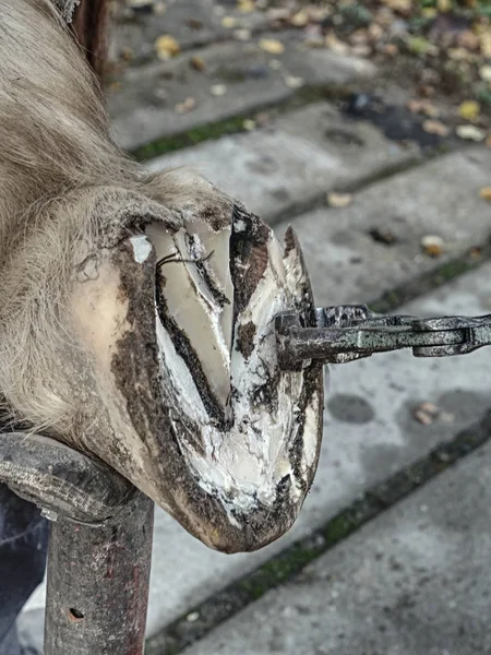 Allevatore o fabbro zoccoli di cavallo chiaro, dettaglio — Foto Stock