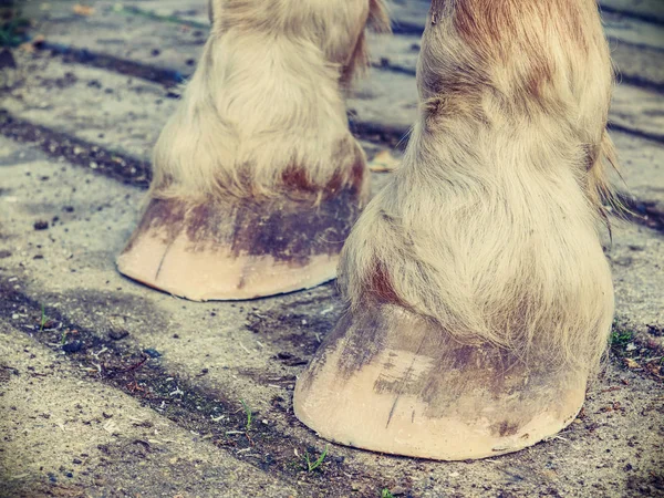 Cheval sabots après les soins du guerrier. Smith finie — Photo