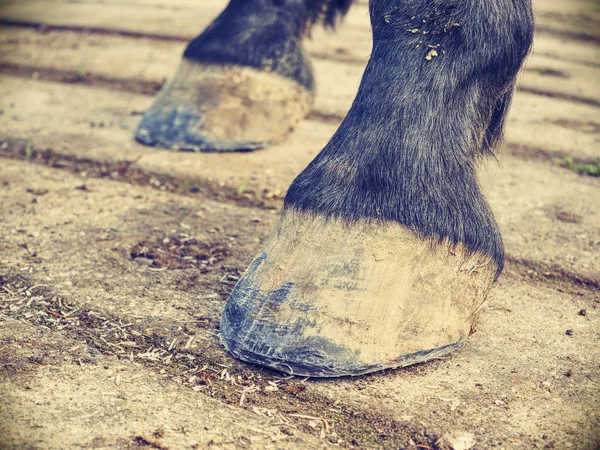 Hoofs of horse after blacksmith care.  Clear hoofs — Stock Photo, Image