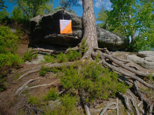 White orange flag marks checking point for orienteering run hangs on tree in difficult forest and rocky terrain in sandstone rocky park.