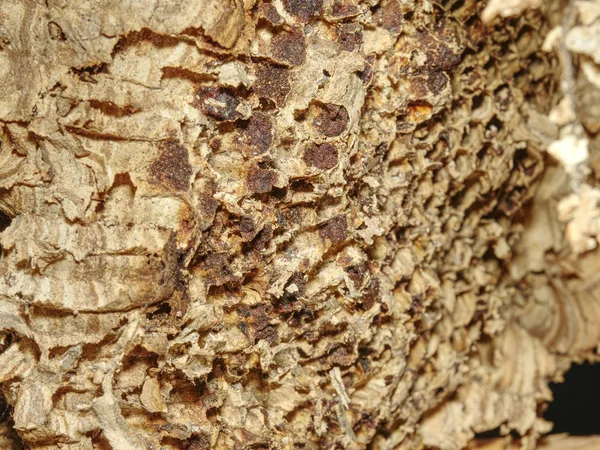 Соты осиного гнезда или осы, опасность — стоковое фото