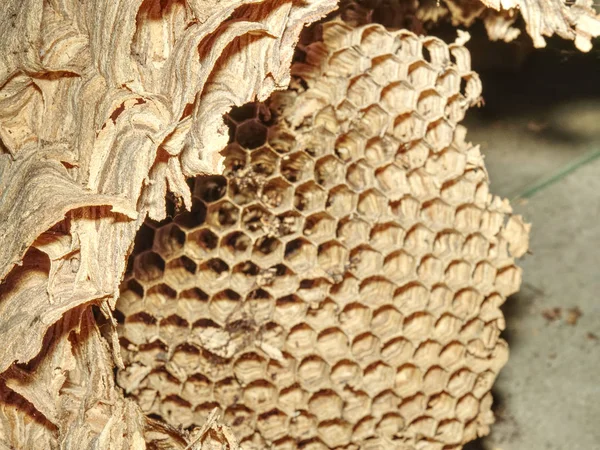 Wasps Nest skapas från Natural Paper. — Stockfoto