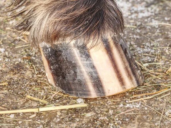 Detail of striped horse hoof od ground. Pigment stripes in keratin — Stock Photo, Image