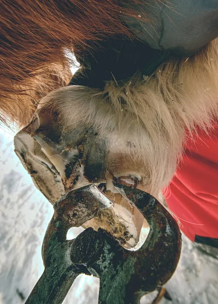 特別な蹄ピンサーを備えたファリアトリミング馬の蹄 — ストック写真