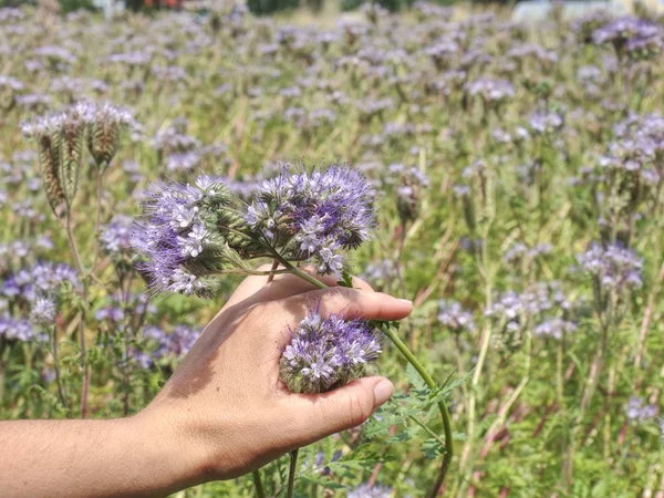 Boer vrouw check phacelia tanacetifolia in bloesem veld — Stockfoto