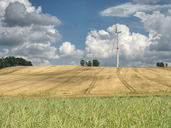 小麦の新鮮な分野の新しい風車と積雲 — ストック写真