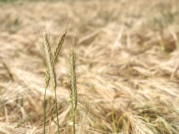 Campo d'orzo nella luminosa giornata estiva. Vista dettagliata — Foto Stock