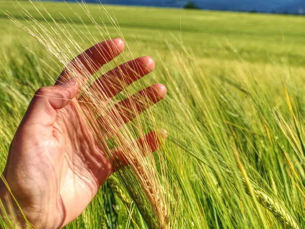 手触摸黑麦燕麦的耳朵。绿色耳朵与谷物种子 — 图库照片