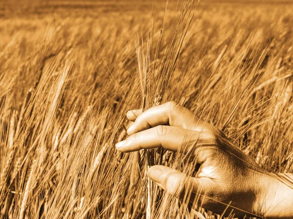 Man big hand touch corn in field. Young green barley corns