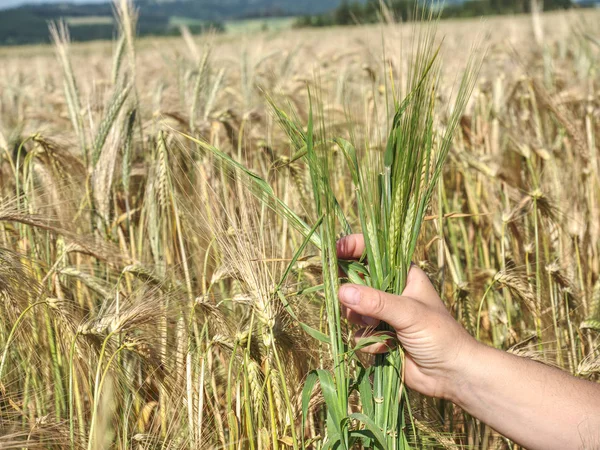 Man big hand touch corn in field. Young green barley corns