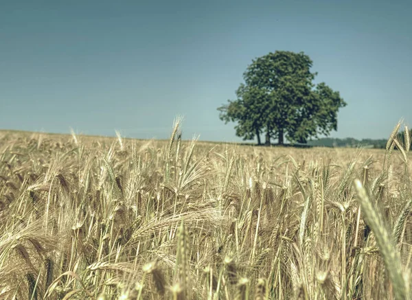 Ricca spikelet di orzo in un grande campo, tiglio sullo sfondo — Foto Stock