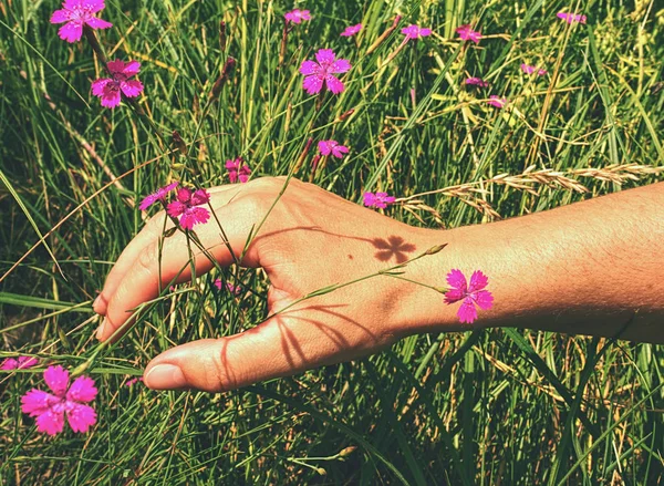 Vrouw hand touch aan wilde anjer bloem op weide — Stockfoto