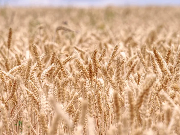 Selektivní zaměření na trávu v pšeničné oblasti, zlaté zrno z pšenice — Stock fotografie