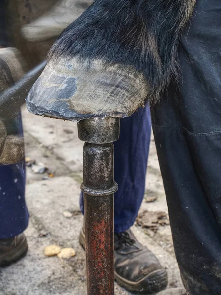 Detalj av smed arbete. Stableman modifiera hov — Stockfoto