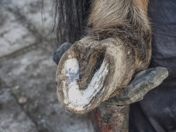 Farrier  trimming and balancing horses hooves — Stock Photo, Image