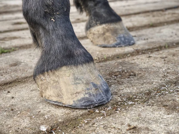 Horse hooves after farrier care. Smith finnished