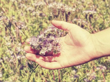 Sıcak yaz gününde kırsal mor Tansy alan
