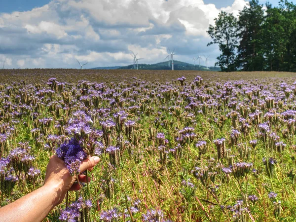 Flor Tansy roxa na mão feminina no campo. Geradores de turbinas eólicas — Fotografia de Stock