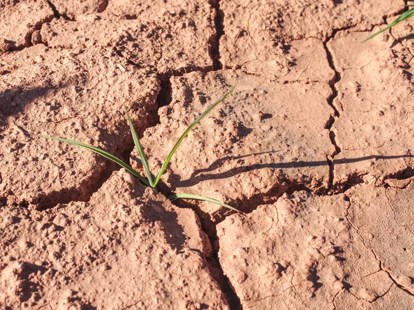 Maize corn field hit by hard drought in hot summer — Stock Photo, Image