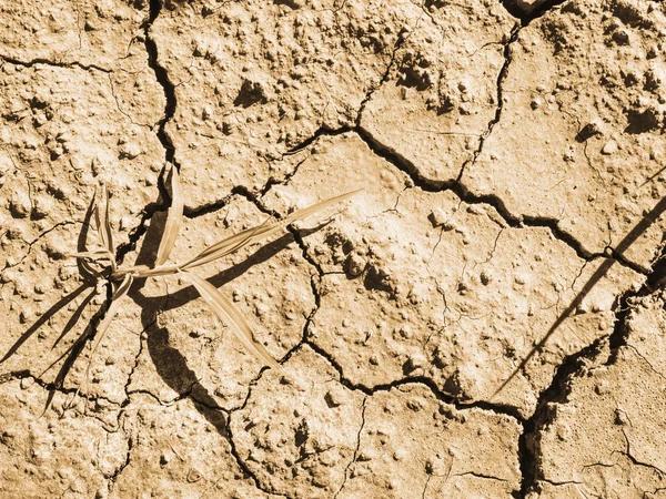 Maize corn field hit by hard drought in hot summer — Stock Photo, Image