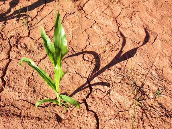 Maize corn flowers in ferric ground. Fertile soil. Farm and field