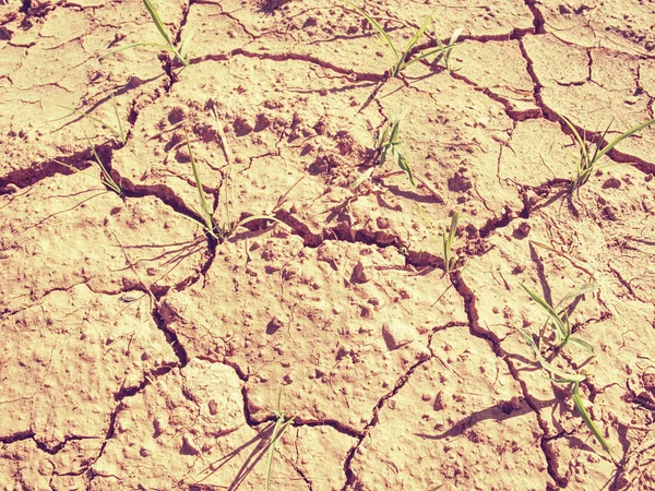 Поле кукурузы, пострадавшее от сильной засухи в жаркое лето — стоковое фото