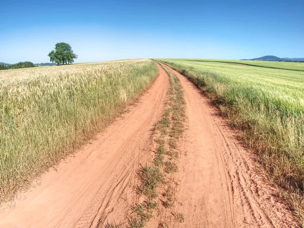 Κόκκινος αγροτόδρομος μεταξύ αγρών κριθαριού. Σκονισμένος χωματόδρομος μέσα από — Φωτογραφία Αρχείου