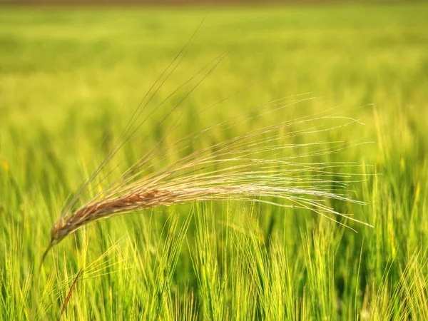 Bellissimo campo di segale o orzo, campo di grano in estate calda — Foto Stock