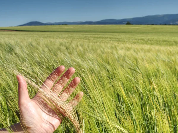 Farmář kontroluje rukou hřeby nezralé pšenice — Stock fotografie