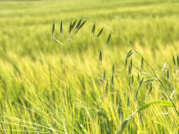 大麦田的燕麦植物。金田农业景观 — 图库照片