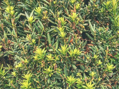 Labirent gibi kesilmiş eski kale bahçesinde Çit. Taze yeşil buxus 