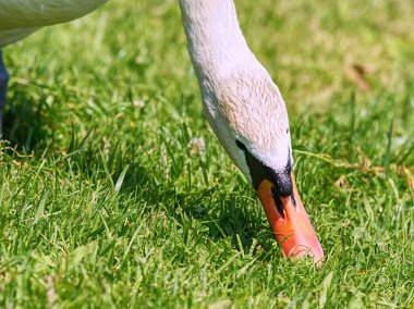 Göl kıyısına yakın beslenen vahşi şişman kuğu